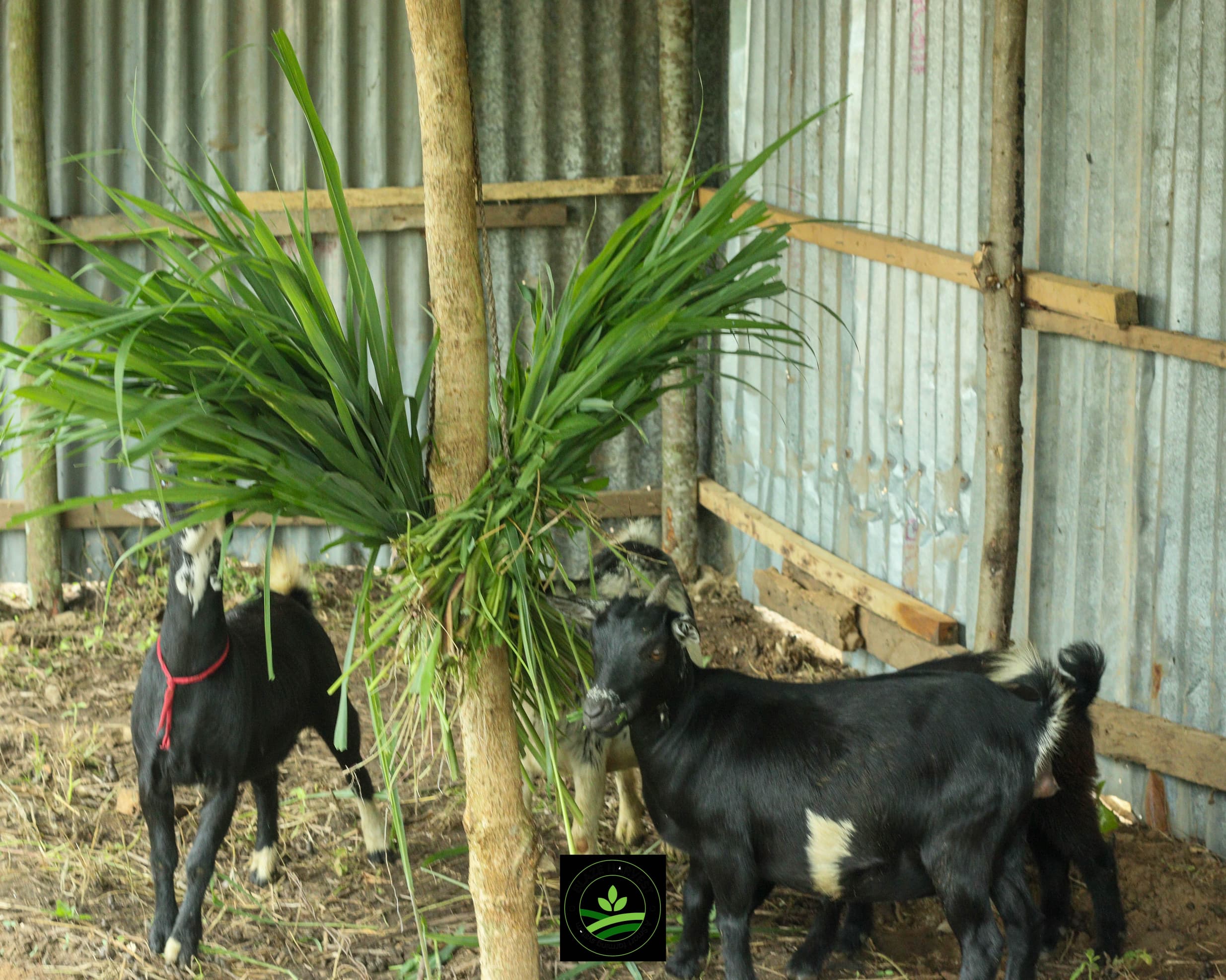 WhatsApp Image 2025-09-11 at 12.07.02 (1)