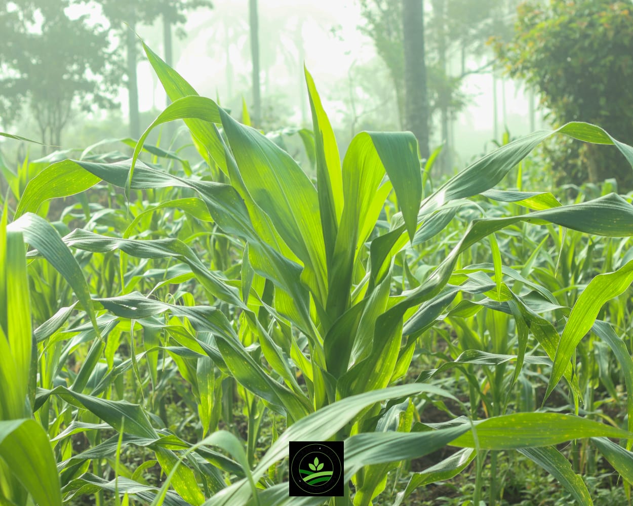 WhatsApp Image 2025-09-11 at 12.07.03 (1)