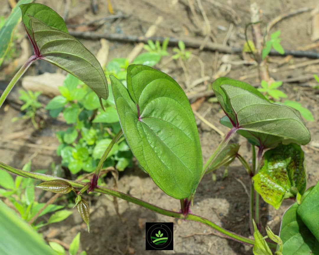 WhatsApp Image 2025-09-11 at 12.07.04 (2)