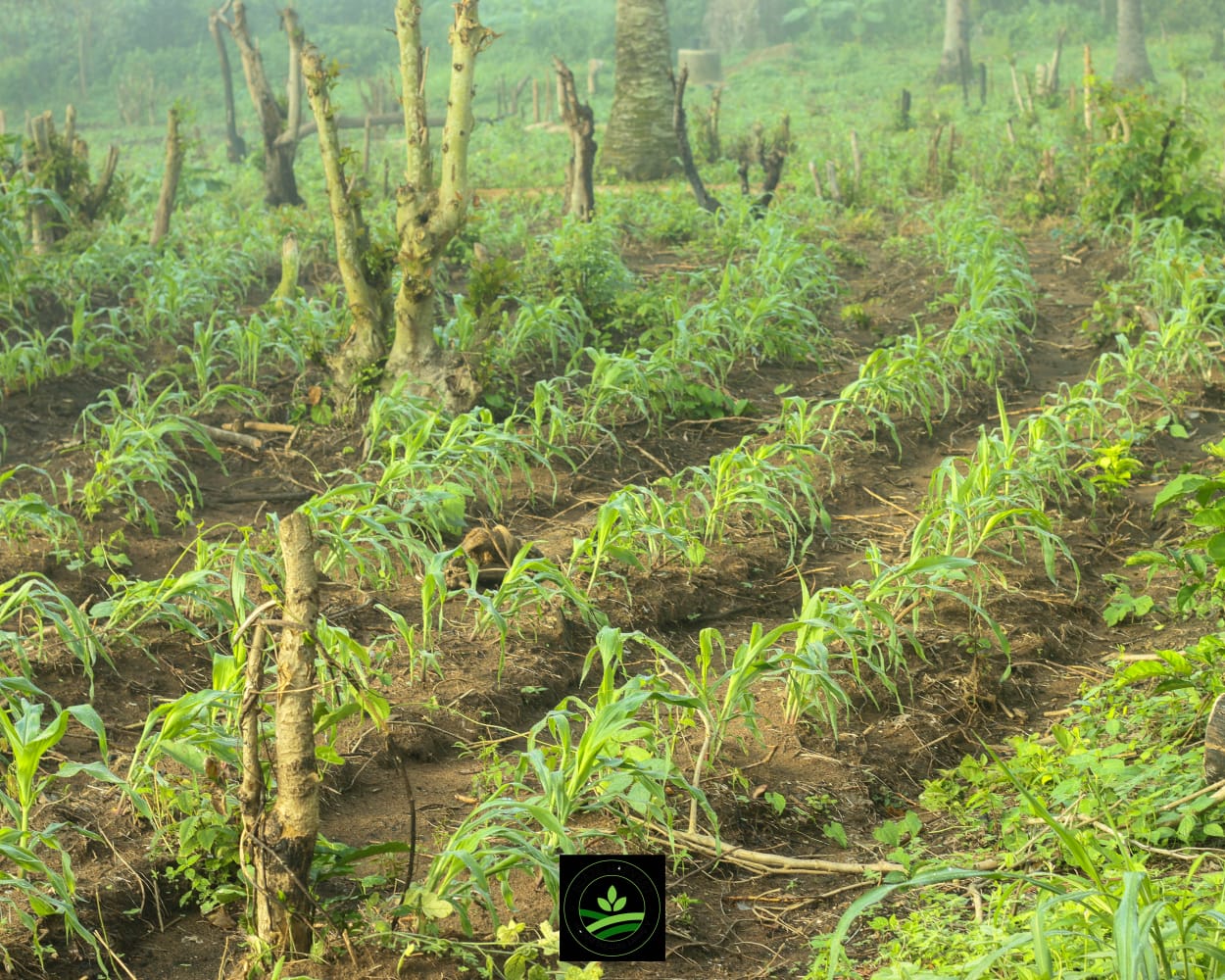 WhatsApp Image 2025-09-11 at 12.07.04